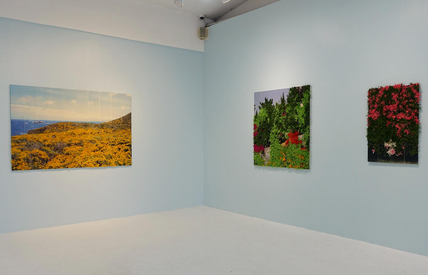 SOLO EXHIBITION: A SHORT VISIT: THE FLOWERS ALONG THE WAY